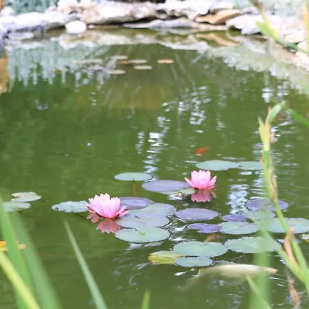 Bed & Breakfast D'hotes La Quercynoise